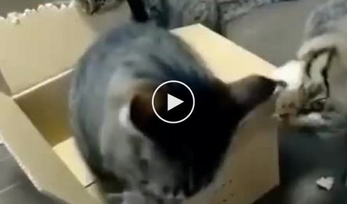 A selection of hilarious cats that seriously messed up