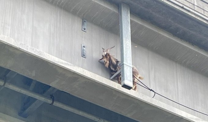 Козел опинився на мосту на 25-метровій висоті, але був врятований (2 фото + 1 відео)