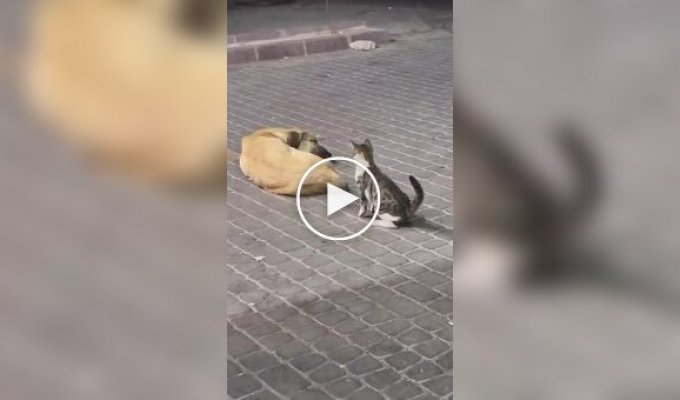 Кот нагло прервал сон пса