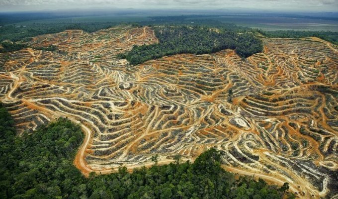 Вырубка лесов как экологическая проблема (7 фото + 1 видео)