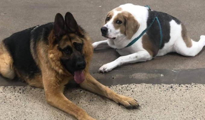 Новый Doge: пес Купер с синдромом короткого позвоночника стал звездой соцсетей (6 фото)
