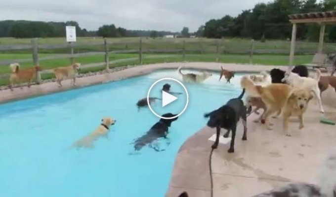 Собачья вечеринка в бассейне