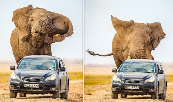Гигантская слониха чуть не затоптала автомобиль в Кении (8 фото)