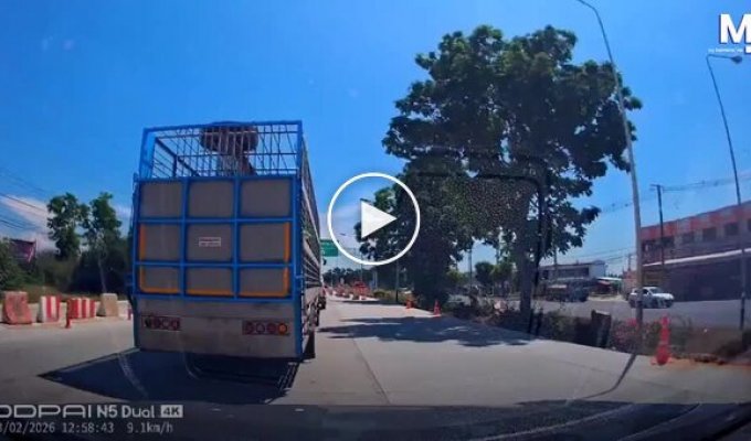 В Таиланде поросенок выпал из грузовика и нашел новый дом благодаря автомобилистам