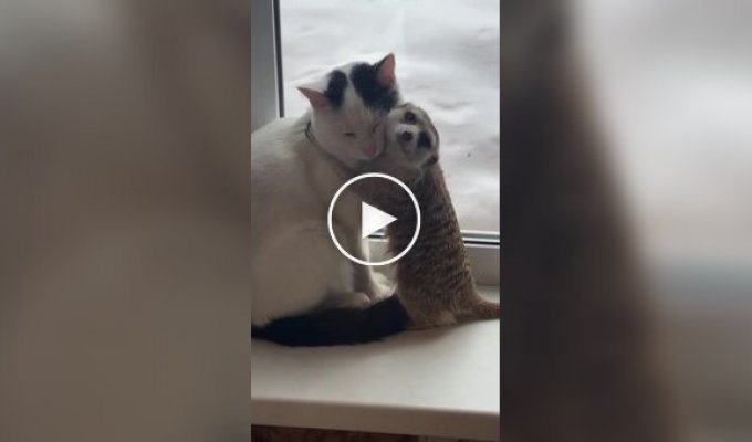 Лучшие друзья