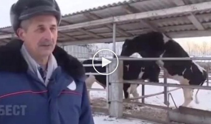 Интервью года рассказывает про быков