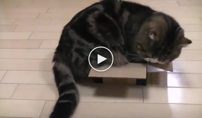 Кот и маленькая коробка