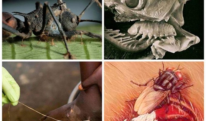 25 самых необычных и опасных паразитов (25 фото)