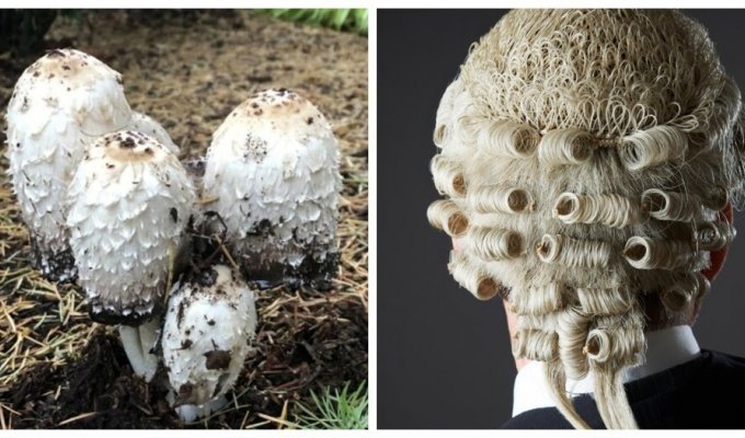 An unusual mushroom that literally engages in self-criticism (6 photos)
