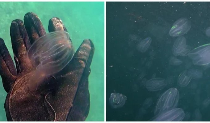 Слизистый апокалипсис в Венеции: Каналы захватили медузы с исчезающим анусом (4 фото)