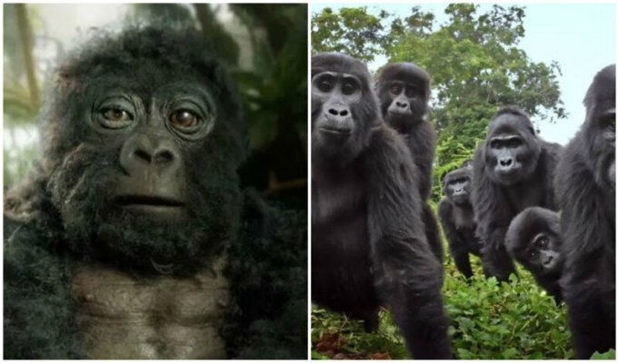 Что за зверь?: в стаю горилл подселили невероятно реалистичного робота-шпиона (10 фото + 1 видео)