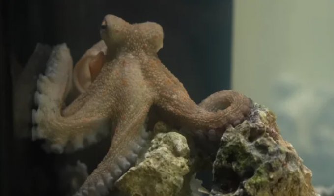 Научил играть осьминога на пианино! (4 фото + видео)