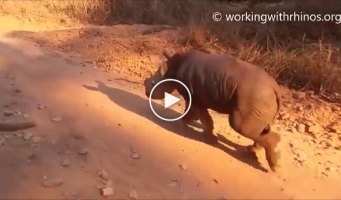 Прогулка с детенышем носорога 