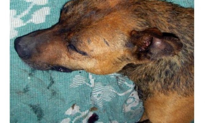 В Запорожье отравленная собака три часа простояла в холодной воде, чтобы не умереть (5 фото)