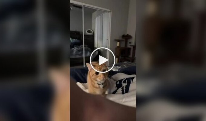 С рыжим котом не соскучишься