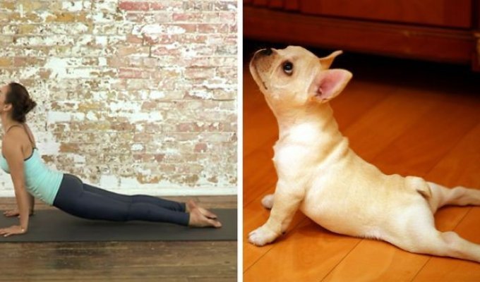 18 асан йоги в исполнении милейших животных (19 фото)