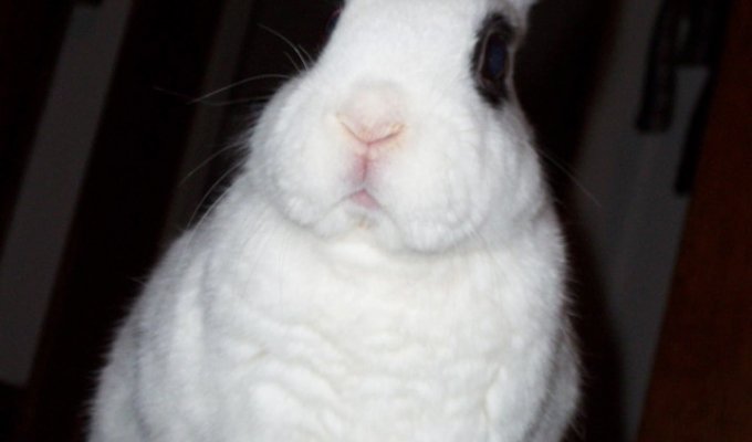 Кролики (12 фотографий)