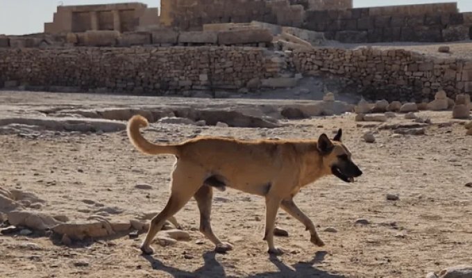 A dog on top of an Egyptian pyramid: journalists learned the name and living conditions of the dog (3 photos)