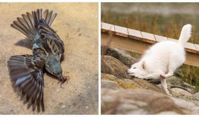 20 Photos That Prove Mother Nature Has a Sense of Humor and a Film Degree (21 Photos)