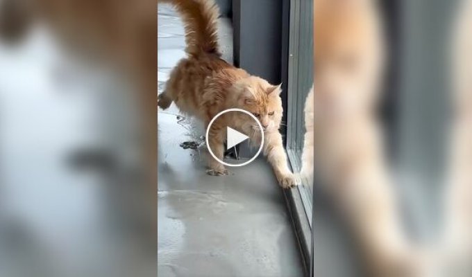 Кота поймали на месте преступления