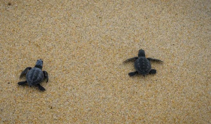 Почему нельзя помогать маленьким черепашкам добираться до воды? (3 фото)