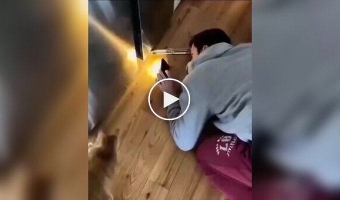Когда кто-то говорит, что котики бесполезны