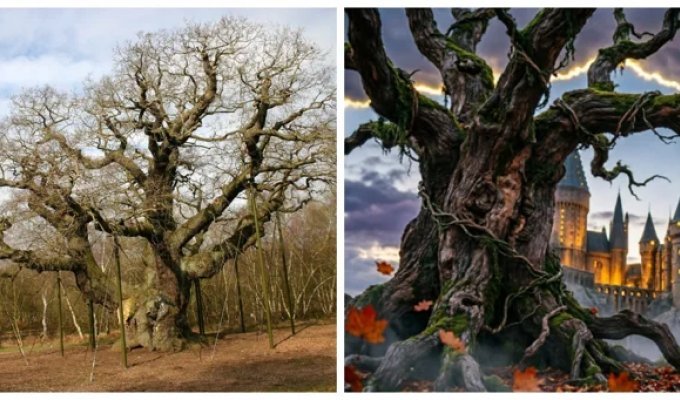 Legendary Trees: What Happened to the Main Green Stars of Film and Literature (11 photos)