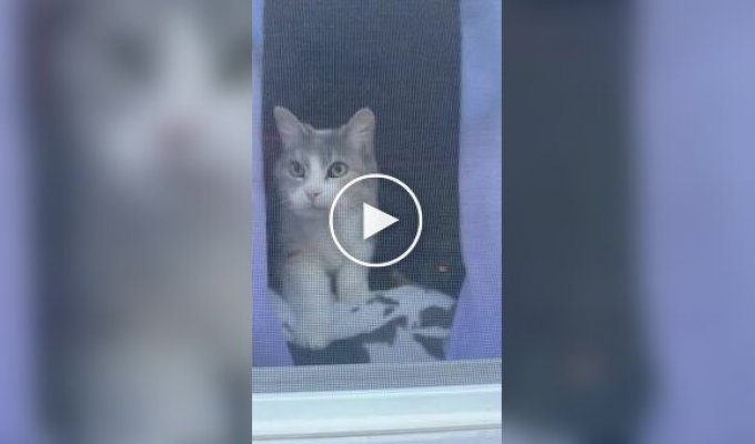 Принял за чужака: кот не узнал хозяйку