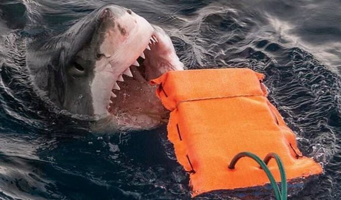 В Австралии разработали защиту от акул (3 фото)