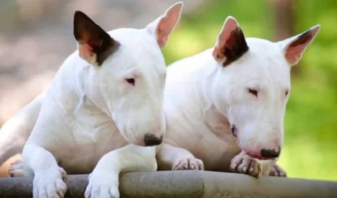 Truths and myths about bull terriers - the most demonized dogs in the world (7 photos)
