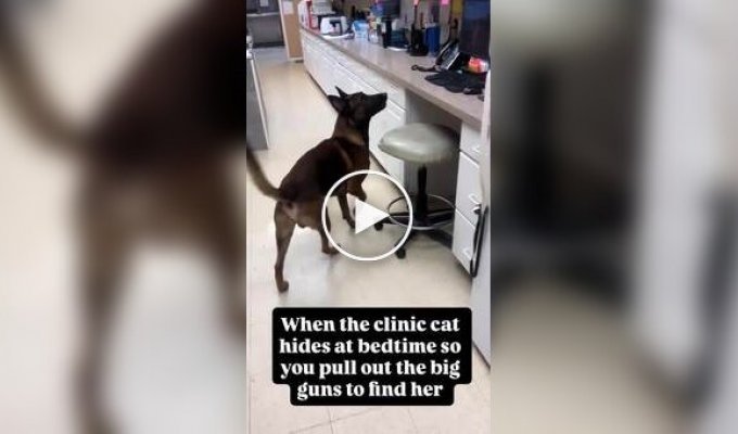 Пес помогает найти кошку, постоянно исчезающую перед закрытием приюта