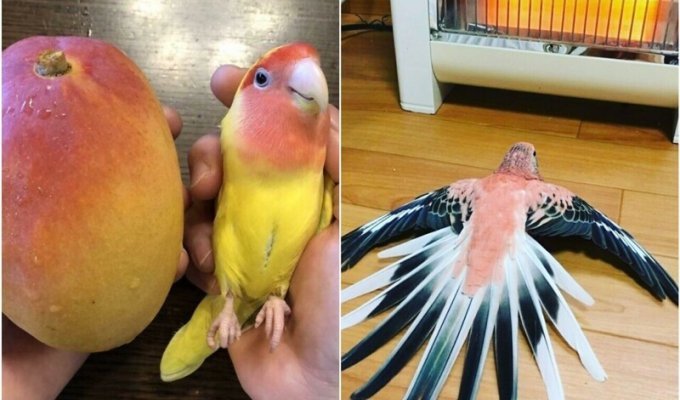 Смешные фото с попугаями, которые доказывают - с ними не соскучишься (30 фото)