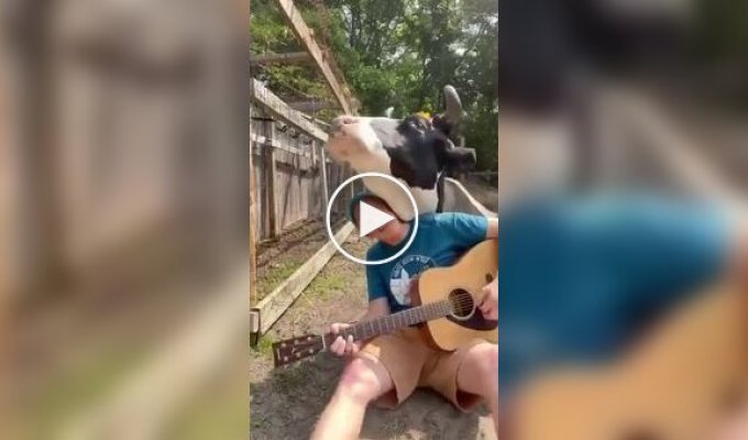 “Let's play!”: a cow who loves songs with a guitar