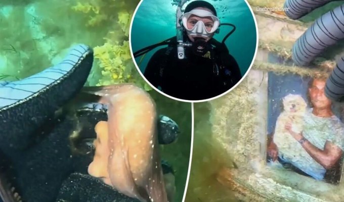 An octopus led a scuba diver to an underwater monument (5 photos + 1 video)