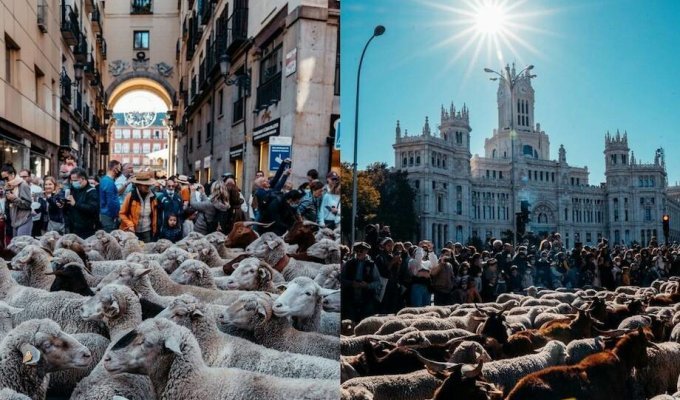 Почему осенью в столице Испании нашествие овец (5 фото)