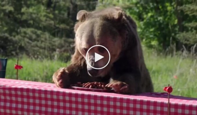 Чемпионат по скоростному поеданию сосисок с медведем