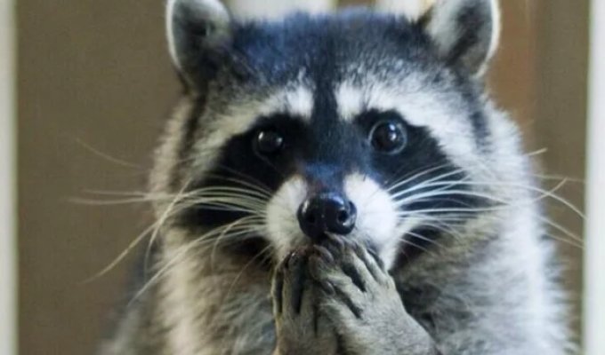 Как выглядит лысый енот (4 фото)