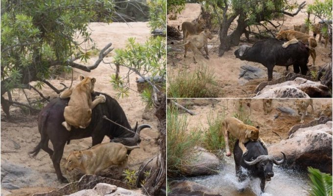 Драматические кадры: голодная львица напала на буйвола (6 фото)