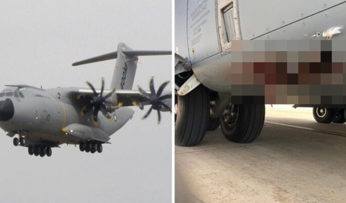 Испанские военные показали пробоину в самолете после столкновения с птицей (4 фото)