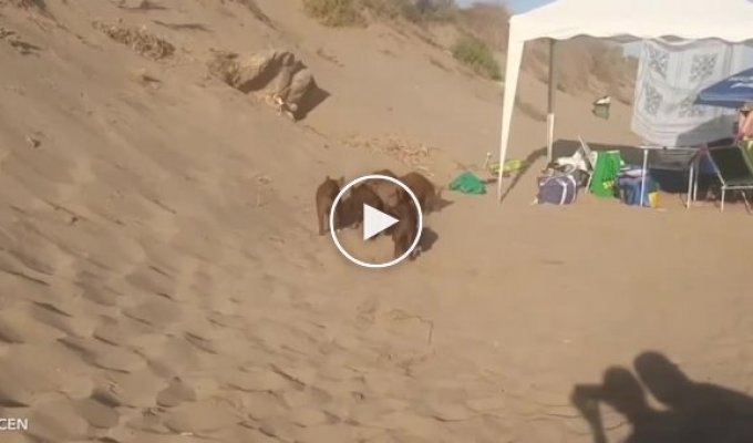 In Spain, hungry boars made their way to the beach and stole food from vacationers