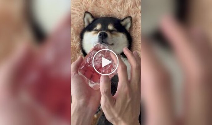 Собака живет свою лучшую жизнь