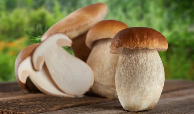 Top 10 Mushrooms: Kings of the Forest (11 photos)