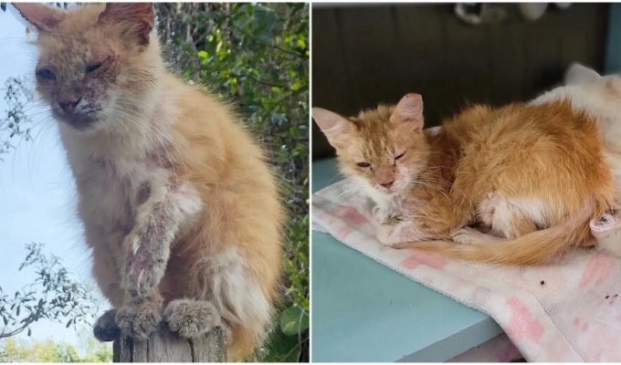 A mangy cat lived on the roof and was afraid to come down (5 photos)