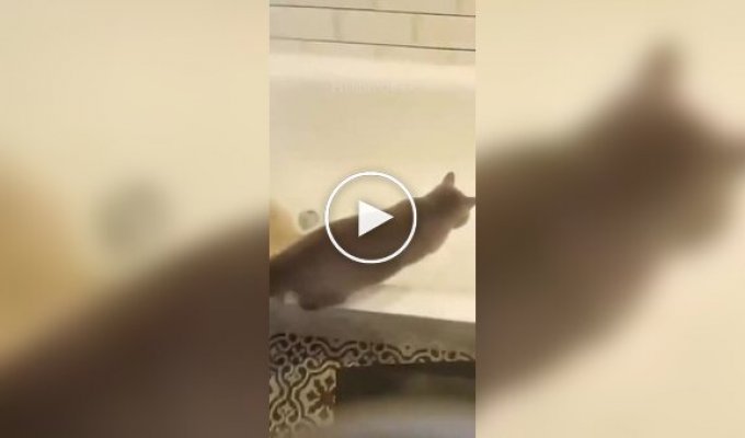 Ванная комната не впечатлила кота