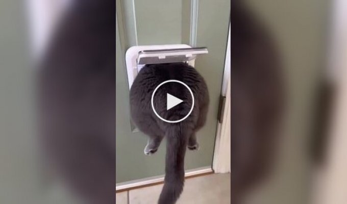 Кот зашел не в ту дверь