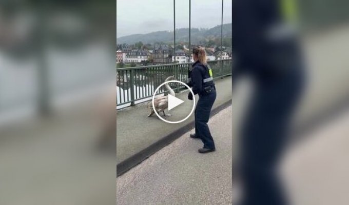 Немецкая полиция поймала лебедя, который выбежал на трассу