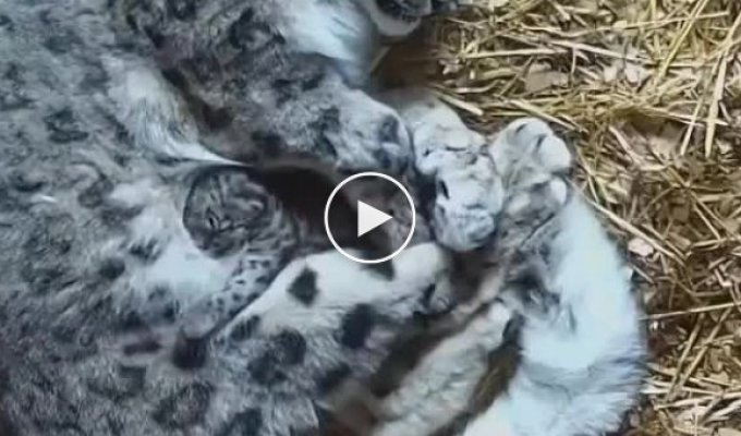 Little snow leopard with mom