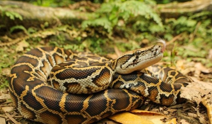 To save the planet, scientists have suggested that people eat pythons (3 photos)