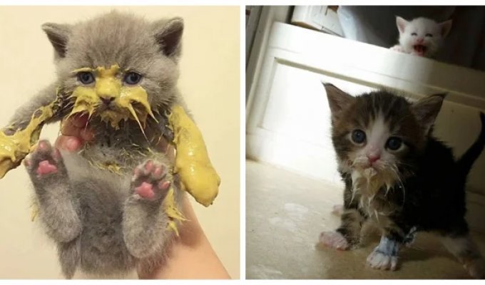 Messy Eaters: 20 Adorable Kittens Who Have Zero Table Manners (20 Photos)