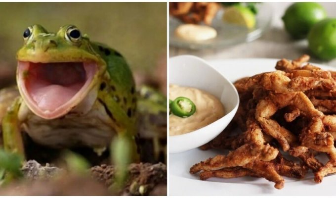 Scientists appeal to the French to stop eating frogs (3 photos)